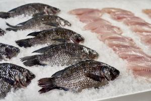 Tilapia Whole Gutted Gilled Scaled, 10% protective glazing 