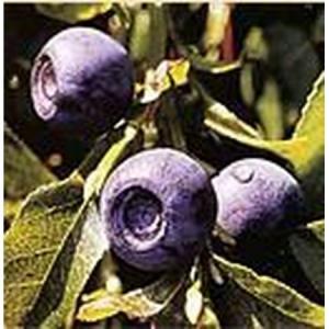 Dry Blueberries