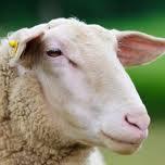 Sheep Solid Products