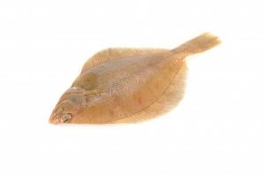 Whole Gutted Dab (wild caught)