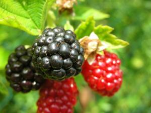 blackberry