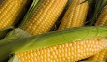 Corns