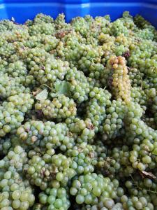 Entry level South African Bulk Sauvignon Blanc