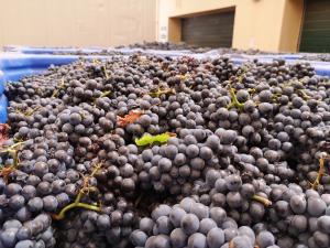 Entry level South African Bulk Pinotage