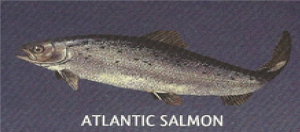 Salmon