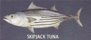 Tuna