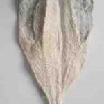 Saltfish African & Caribbean