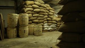 Green Beans - Jamaica Blue Mountain coffee