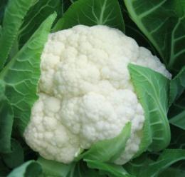 Frozen Vegetables