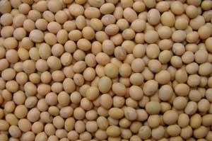 Soya