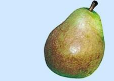 Pears