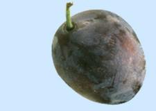 Prunes and Plums