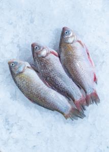 Сrucian carp whole, gutted