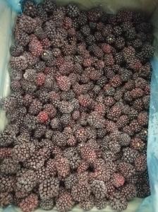 Organic Blackberry Frozen IQF