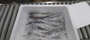 Chilled Silver Hake (merluccius bilinearis)