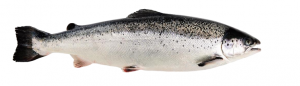 Salmon whole
