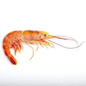 Shrimp