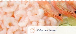 Cold Water Prawns