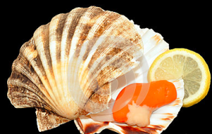 Scallops