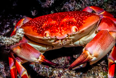 Crab