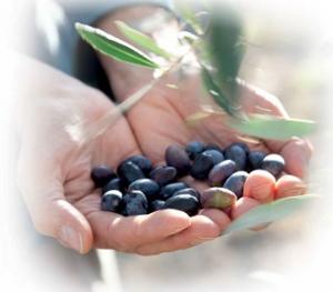 Fresh Organic Olives, Antipasti & Tapenades