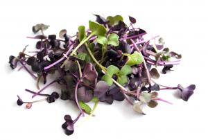 Microgreen Radish