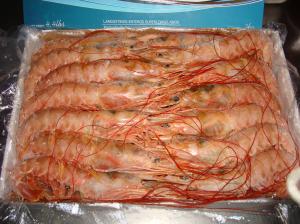 Wild Red Shrimp HOSO  (Greciamar brand-Landfrozen)
