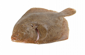 Whole gutted Turbot  (wild caught)