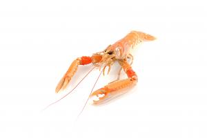 Langoustines / Scampi (wild caught)
