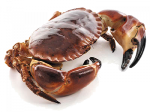 Brown Crab