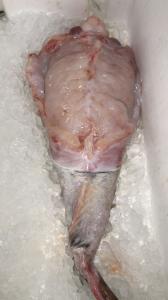 Monkfish