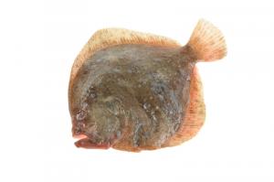 Turbot
