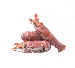Lobster