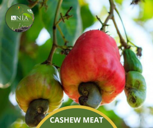 CASHEW MEAT