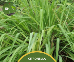 CITRONELLA