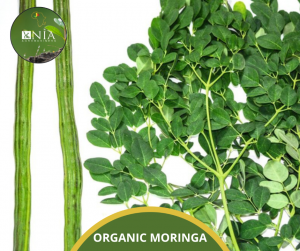 ORGANIC MORINGA
