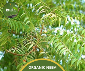 ORGANIC NEEM