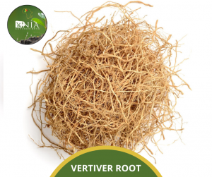 VERTIVER ROOT