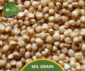MIL GRAIN