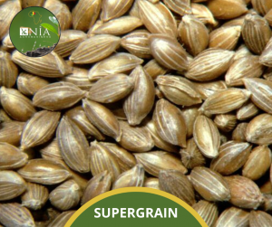 SUPER GRAIN