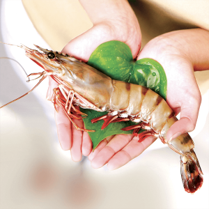 Black Tiger Shrimps (Penaeus monodon)