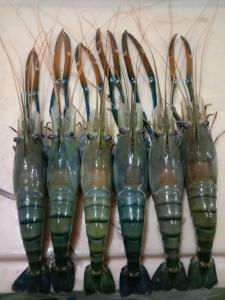 Fresh Water (Scampi) Shrimps (Macrobrachium rosenbergii)