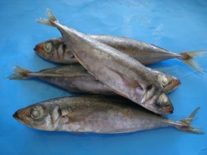 Horse Mackerel
