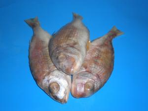 ROSE SEABREAM