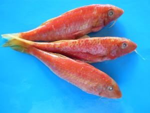 Red Mullet