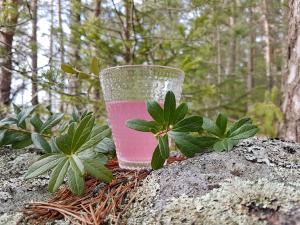 Lacto acid bacillus drink