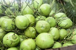 Coconut milk drink - bulk