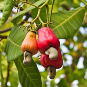 Cashew juice - bulk