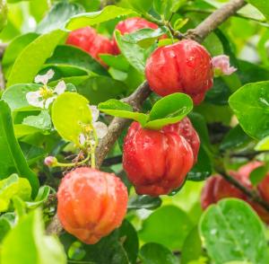 Acerola juice - bulk