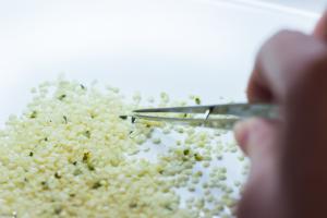 EU Organic Hulled Hemp Seeds